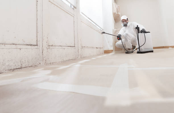Black mold remediation team in Edmonds